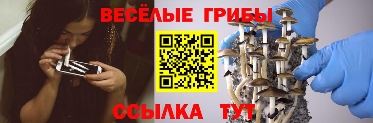 Псилоцибиновые грибы GOLDEN TEACHER  Вход с VPN  Томск  купить наркоту  Псилоцибиновые грибы Psilocybe 
